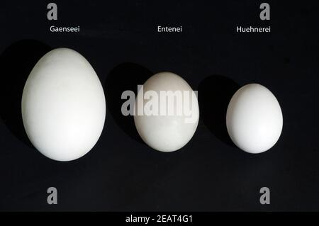 Eiervergleich, Vergleich, Groessenvergleich Stock Photo