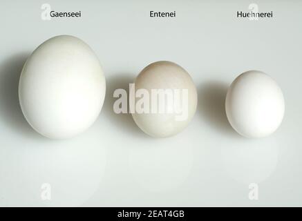 Eiervergleich, Vergleich, Groessenvergleich Stock Photo