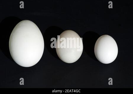 Eiervergleich, Vergleich, Groessenvergleich Stock Photo