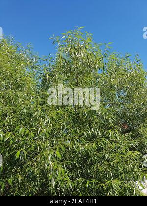 Silberweide  salix alba  Blatt  Laubbaum, Heilpflanze Stock Photo