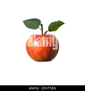 Elstar, Apfel, Malus domestica Stock Photo