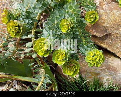 Walzen-Wolfsmilch  Euphorbia  myrsinites Stock Photo