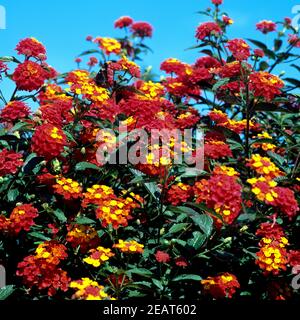 Wandelroeschen, Lantana camara Stock Photo