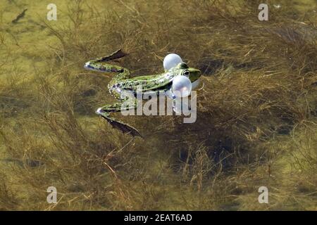 Wasserfrosch Stock Photo