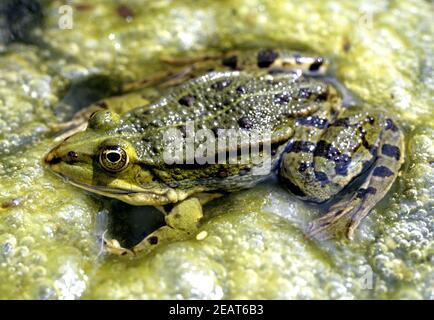 Wasserfrosch Stock Photo