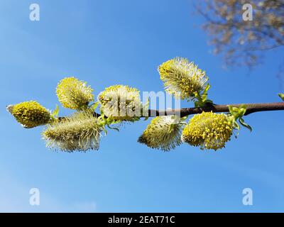 Weidenkaetzchen  Salix  Bluete Stock Photo