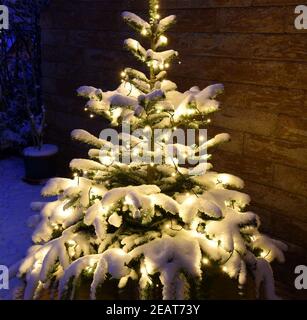Weihnachtsbaum, Tannenbaum, Christbaum Stock Photo