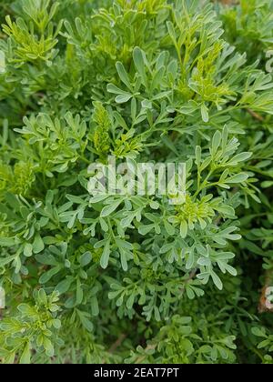 Weinraute, Ruta, graveolens Stock Photo