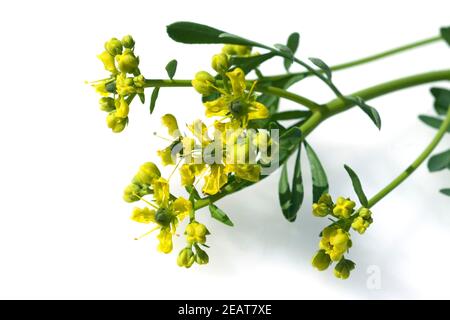 Weinraute  Ruta graveolens Stock Photo