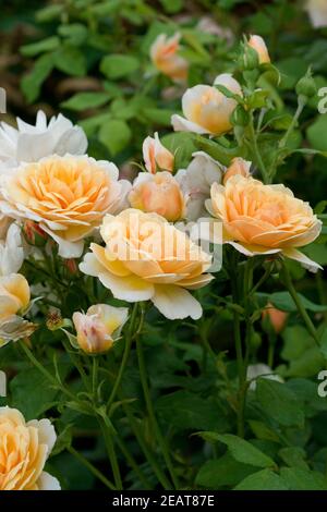 Englische Rose, Grace Stock Photo
