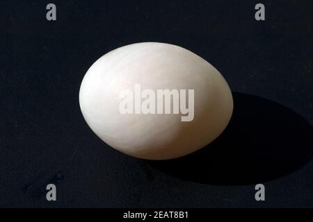 Entenei, Ei  Enteneier Stock Photo