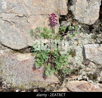Erdrauch, Fumaria, Officinalis Stock Photo