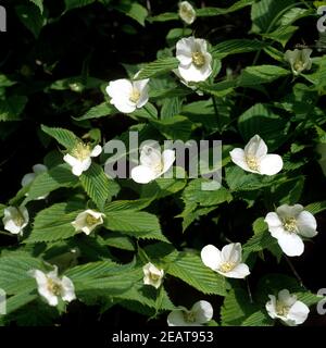 Ranunkelstrauch, Kerria japonica, weiss, Kerrie Stock Photo