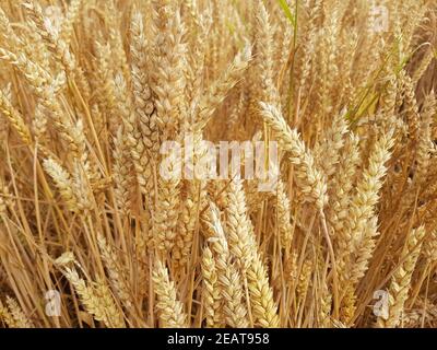 Weizenaehren, Weizenkoerner, Weizen, Triticum, aestivum Stock Photo