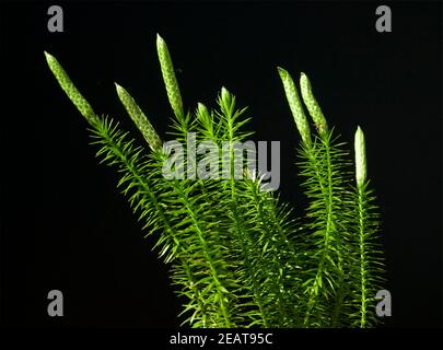 Keulen-Baerlapp, Lycopodium, clavatum, Keulenbaerlapp Stock Photo