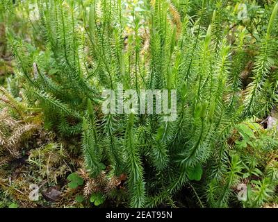 Keulen-Baerlapp, Lycopodium, clavatum, Keulenbaerlapp Stock Photo