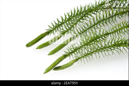 Keulen-Baerlapp, Lycopodium, clavatum, Keulenbaerlapp Stock Photo