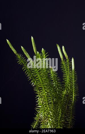 Keulen-Baerlapp, Lycopodium, clavatum, Keulenbaerlapp Stock Photo