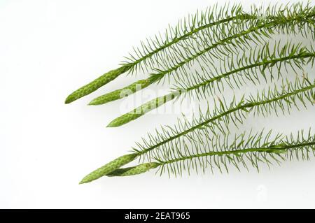 Keulen-Baerlapp, Lycopodium, clavatum, Keulenbaerlapp Stock Photo