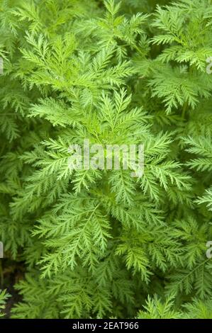Suesser Beifuss; Beifuss; Kuechengewuerz, Artemisia annua, Heilpflanzen, - Stock Photo