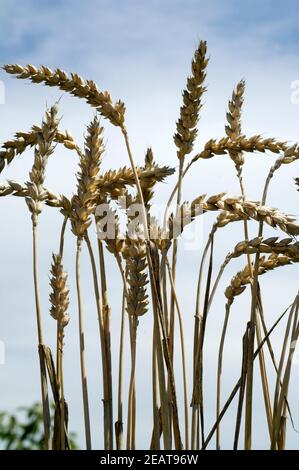 Weizenaehren, Weizenaehre, Weizen, Triticum, aestivum, Stock Photo