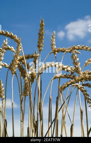 Weizenaehren, Weizenaehre, Weizen, Triticum, aestivum, Stock Photo