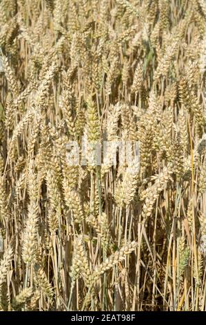 Weizenaehren Stock Photo