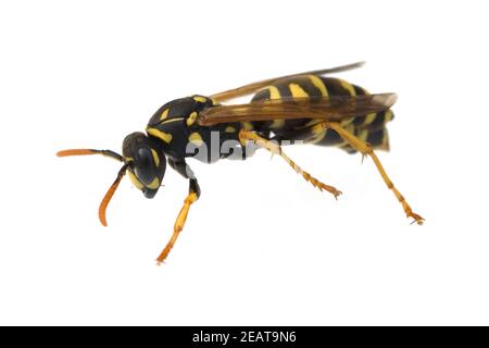 Wespe, Vespula germanica Stock Photo