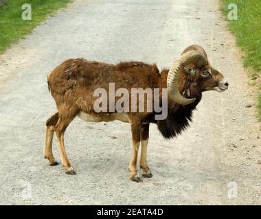 Europaeischer Mufflon, Widder, Schaf Stock Photo