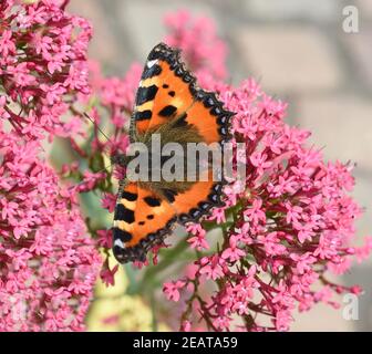 Kleiner Fuchs, Aglais urticae, Schmetterling Stock Photo