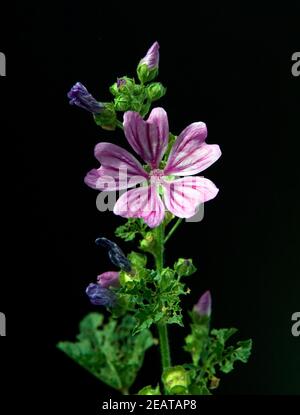 Wilde Malve Stock Photo