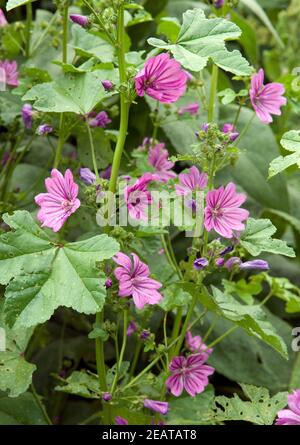 Wilde Malve Stock Photo