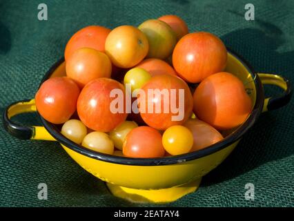 Korb mit Tomaten Stock Photo