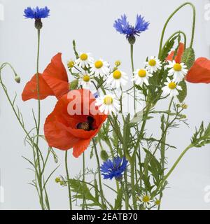 Wildpflanzen, Klatschmohn, Kornblumen, Kamille Stock Photo