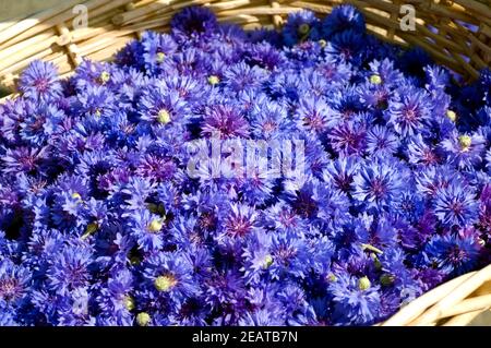 Kornblumenblueten Centaurea cyanus