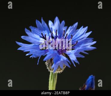 Kornblume, Centaurea cyanus