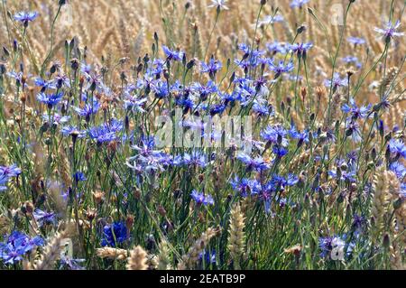 Kornblume, Centaurea cyanus