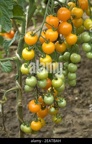 Wildtomate Dolce Vita; Tomaten; Lycopersicon esculentum Stock Photo