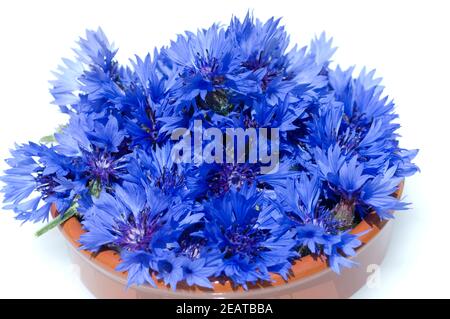 Kornblume; Centaurea; cyanus; Ackerpflanzen; Kornblumen,