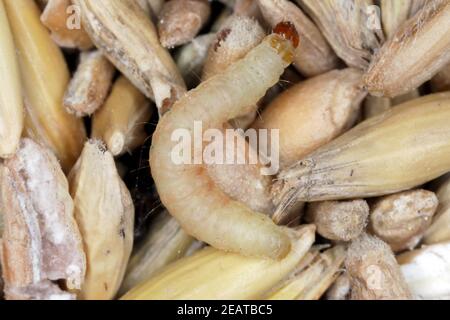 Caterpillar of Indian mealmoth or Indianmeal moth Plodia interpunctella of a pyraloid moth of the family Pyralidae is common pest of stored products Stock Photo