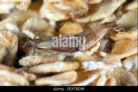 Indian mealmoth or Indianmeal moth Plodia interpunctella of a pyraloid moth of the family Pyralidae is common pest of stored products and pest of food Stock Photo