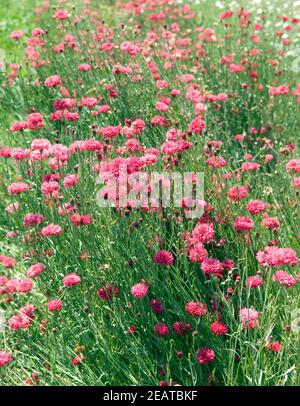Kornblumen Centaurea cyanus, rote