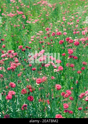 Kornblume Centaurea cyanus, rote