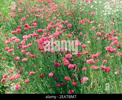 Kornblumen Centaurea cyanus, rote