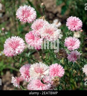 Kornblume Centaurea cyanus