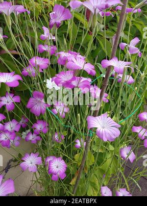 Kornrade  Agrostemma, githago  Unkraut, Heilpflanze Stock Photo