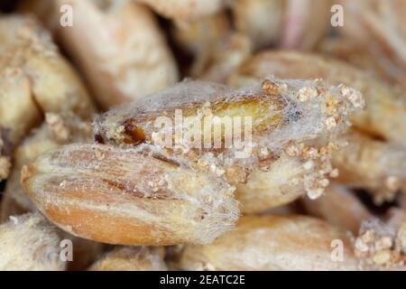 Pupa of of Indianmeal moth or Indianmeal moth – Plodia interpunctella on grain Stock Photo