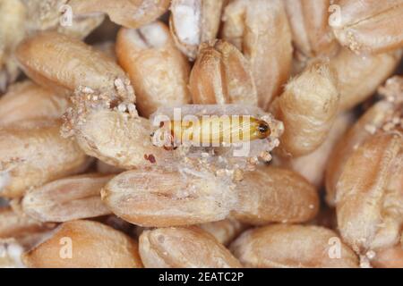 Pupa of of Indianmeal moth or Indianmeal moth – Plodia interpunctella on grain Stock Photo