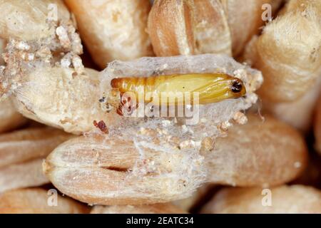 Pupa of of Indianmeal moth or Indianmeal moth – Plodia interpunctella on grain Stock Photo