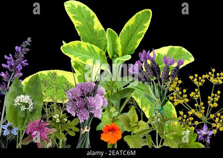 Heilpflanzenarrangement, Kraeuterbilder, Stock Photo